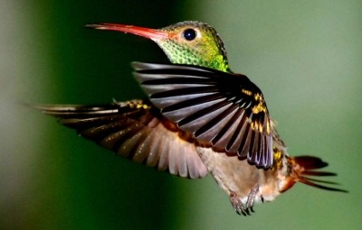Esto es un Hummingbird