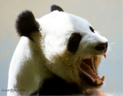 Al ataque Google Panda!