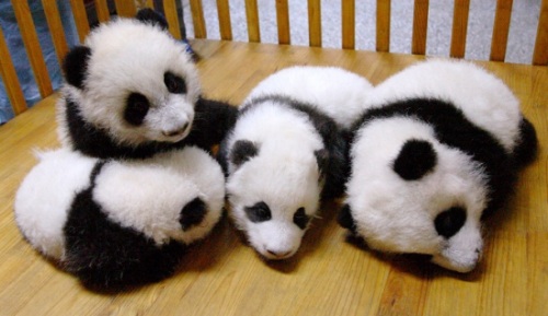 Pandas indefensos