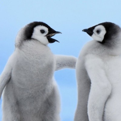 Google Penguin – Que no te agarre desprevenido