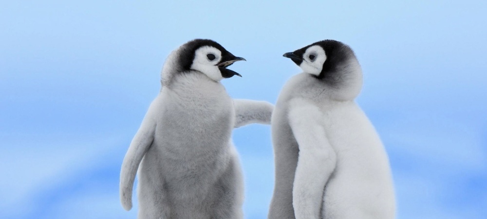 Google Penguin – Que no te agarre desprevenido