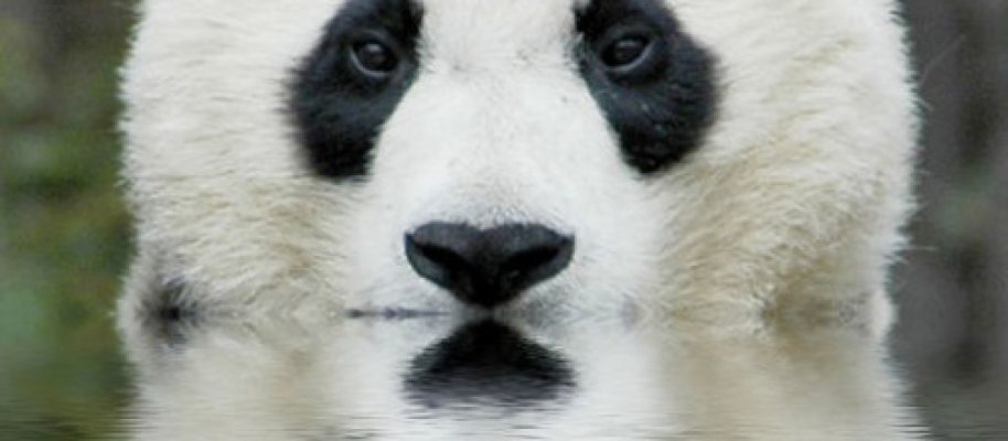 Google Panda: Que es y como recuperarse